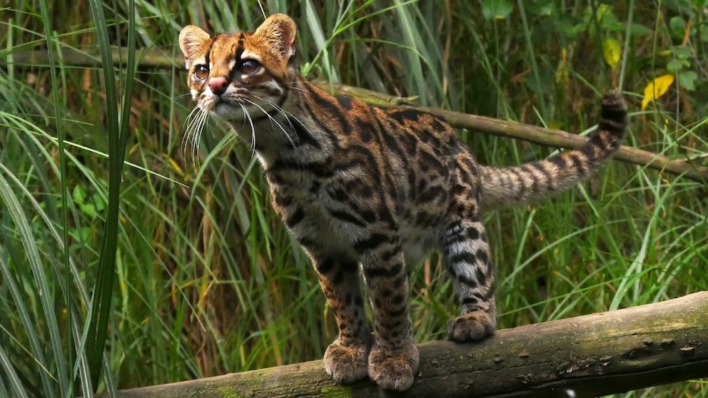 The Andean ocelot cat in its natural habitat