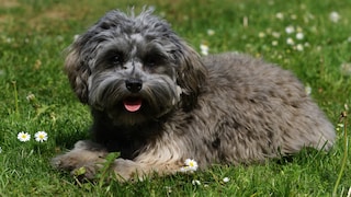 The Löwchen, also known as the "Little Lion Dog," is a charming breed that originated in France.