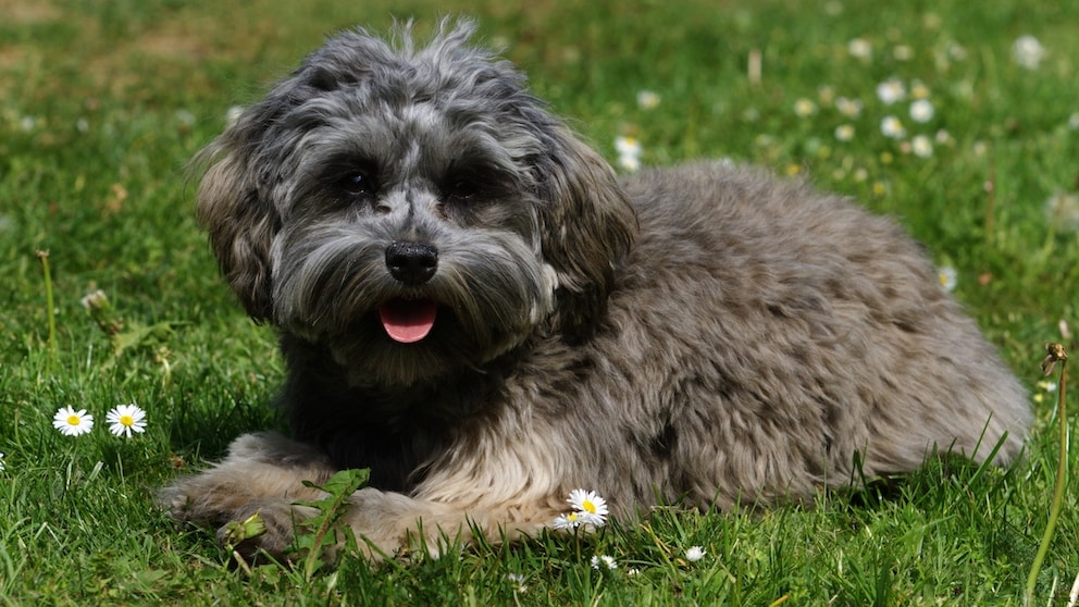 The Löwchen, also known as the "Little Lion Dog," is a charming breed that originated in France.