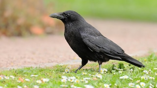Corvids
