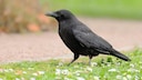 Corvids