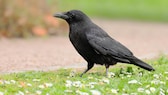 Corvids