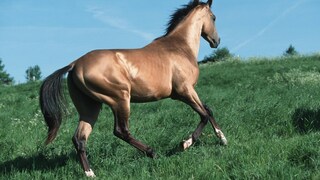 Rare horse breeds