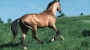 Rare horse breeds