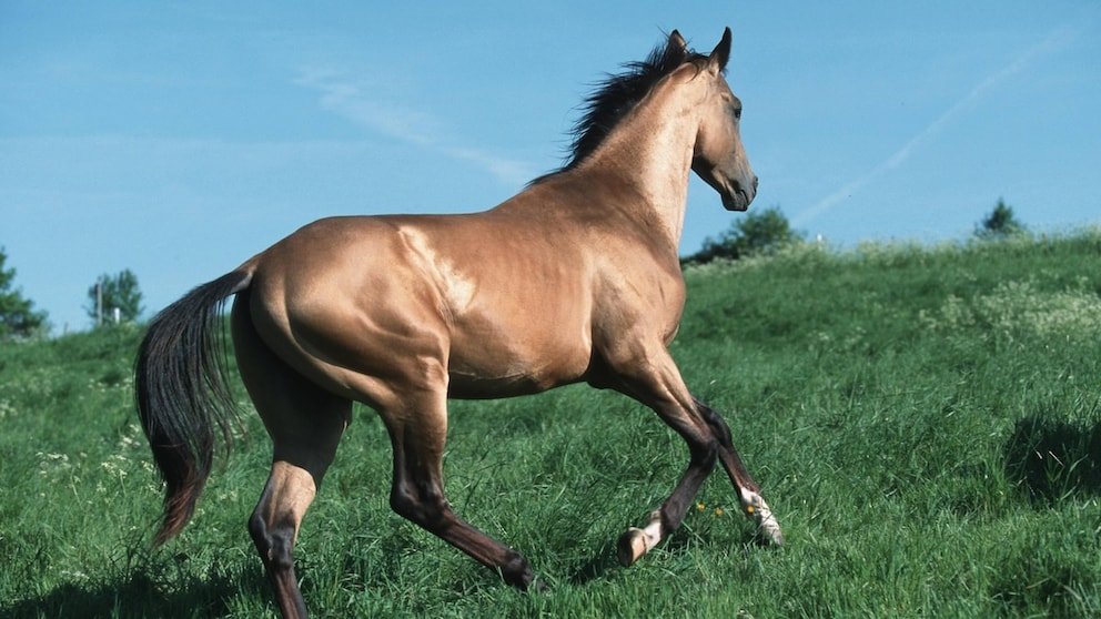 Rare horse breeds