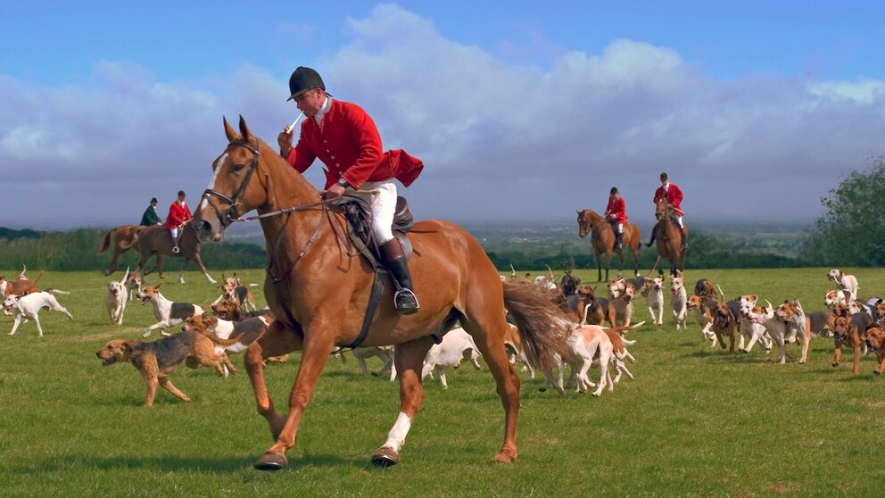 Animal Suffering in England