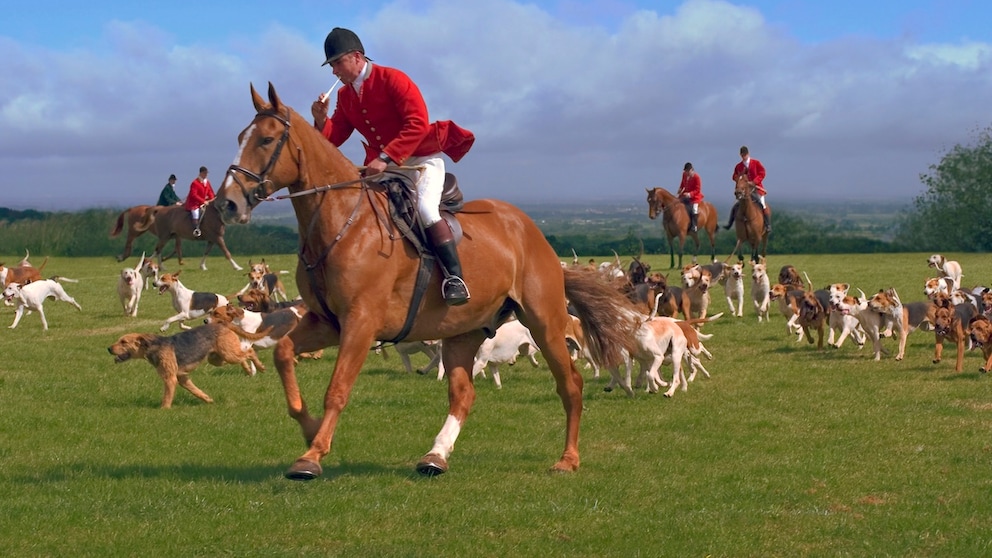 Animal Suffering in England