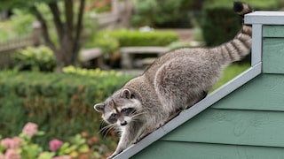 Raccoon on a House with a Garden in the Background