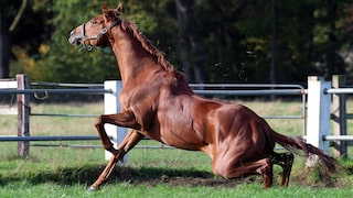 A horse's hindquarters buckle