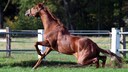 A horse's hindquarters buckle