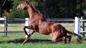 A horse's hindquarters buckle