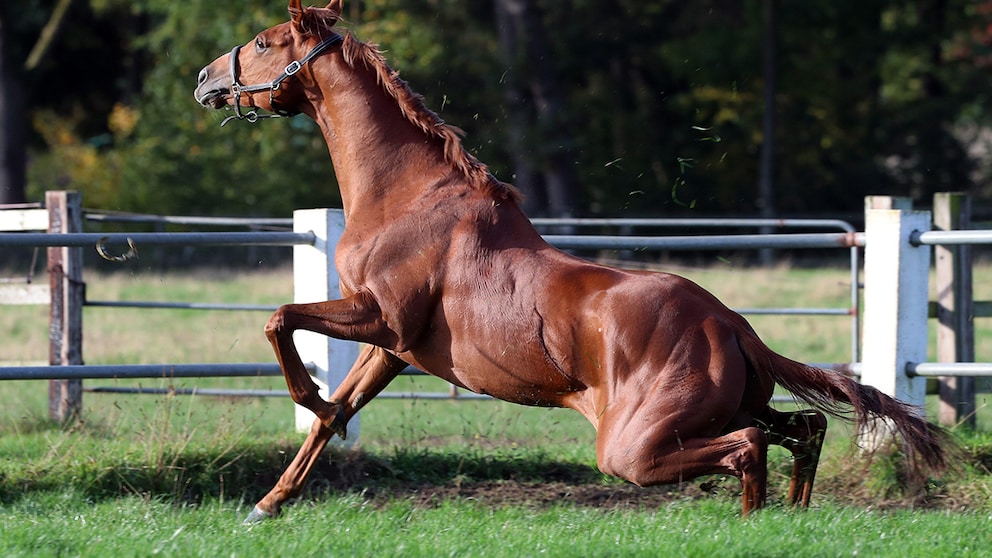 A horse's hindquarters buckle