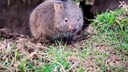 A wombat in the wild