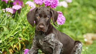 A young German Wirehaired Pointer puppy poses in a flower meadow.