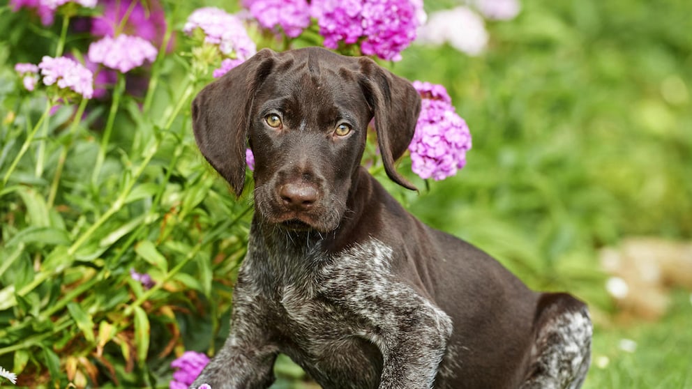 A young German Wirehaired Pointer puppy poses in a flower meadow.