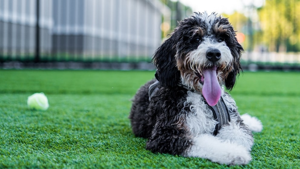 The Bernedoodle combines the intelligence of the Poodle with the good-natured temperament of the Bernese Mountain Dog.