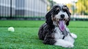 The Bernedoodle combines the intelligence of the Poodle with the good-natured temperament of the Bernese Mountain Dog.