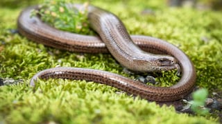 Slow worm on moss