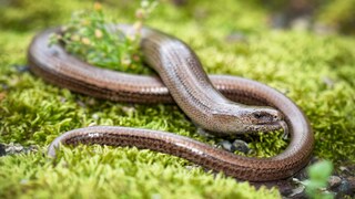 Slow worm on moss