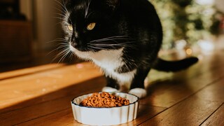A cat sits down in front of its food bowl