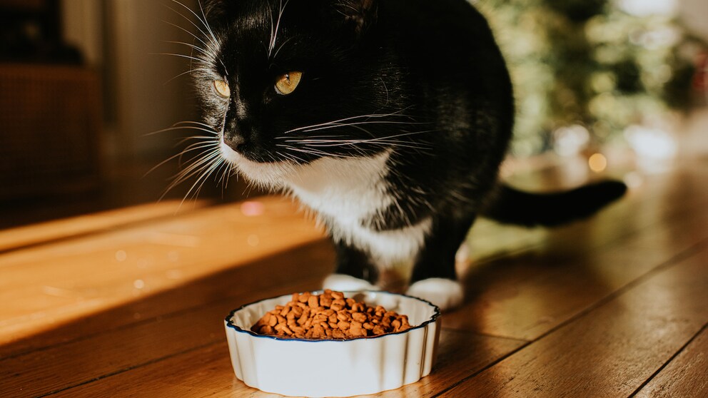 A cat sits down in front of its food bowl