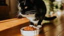 A cat sits down in front of its food bowl