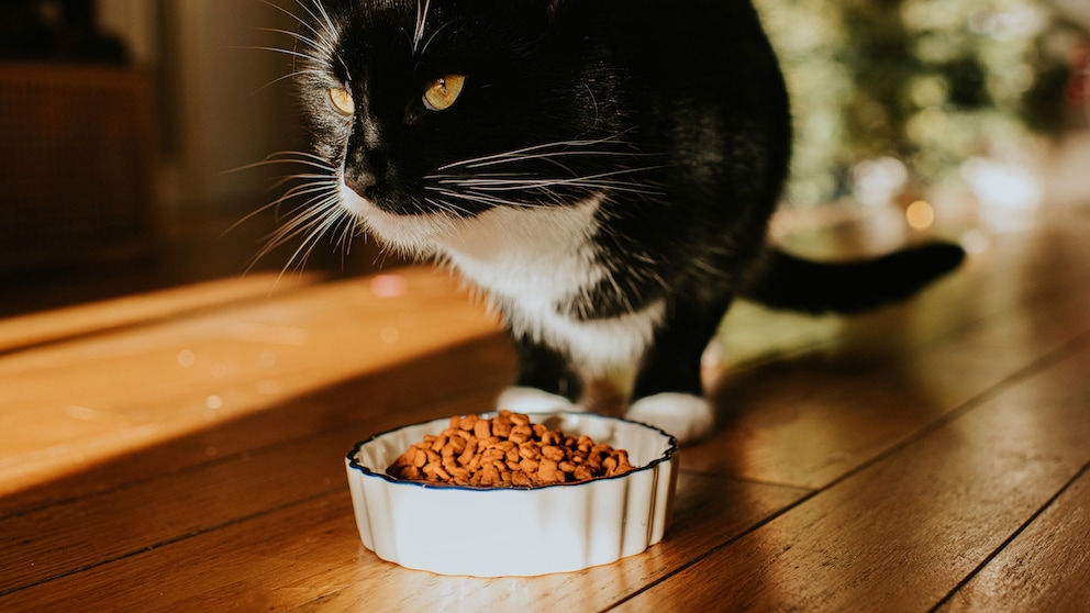 A cat sits down in front of its food bowl