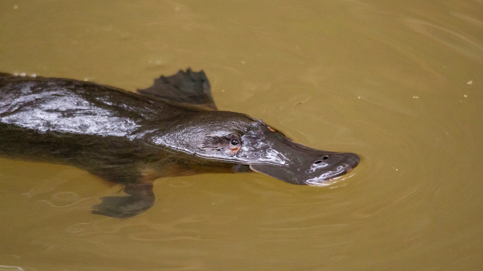 Platypus (Ornithorhynchus anatinus) in the water