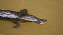 Platypus (Ornithorhynchus anatinus) in the water