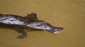 Platypus (Ornithorhynchus anatinus) in the water