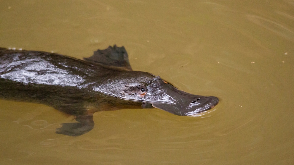 Platypus (Ornithorhynchus anatinus) in the water