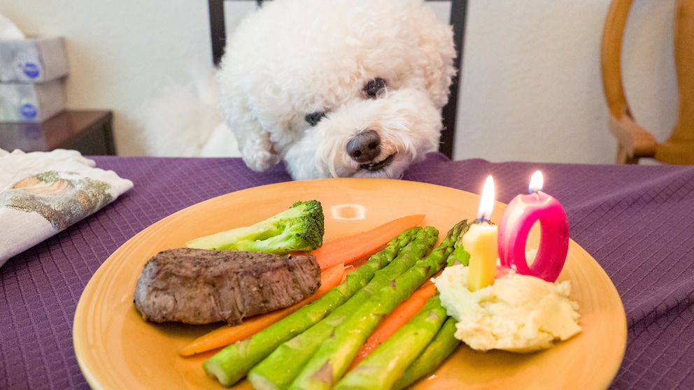 A dog sits in front of a plate of meat, mashed potatoes, and asparagus.