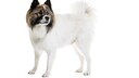 Elo dogs are considered popular family pets due to their friendly nature.