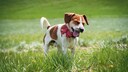 Beagle standing in the meadow and sneezing