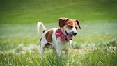 Beagle standing in the meadow and sneezing