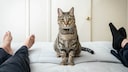 Cat sitting on a bed between two people