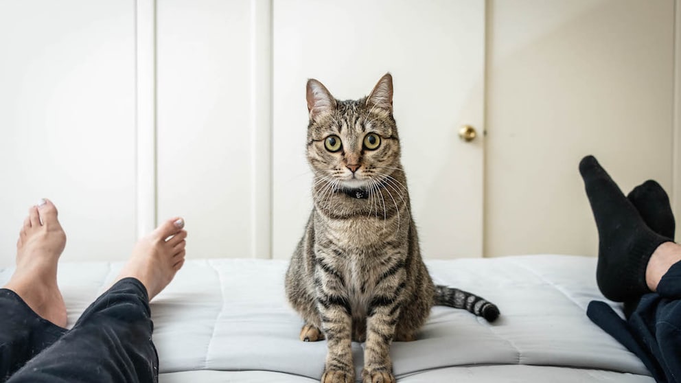 Cat sitting on a bed between two people