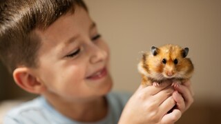 Hamsters not a pet for children