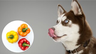 Dogs and Bell Peppers