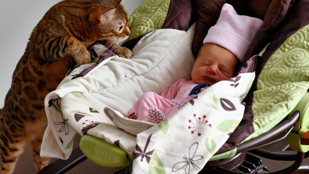 Bengal cat looks curiously at a newborn in the baby carrier