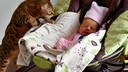 Bengal cat looks curiously at a newborn in the baby carrier