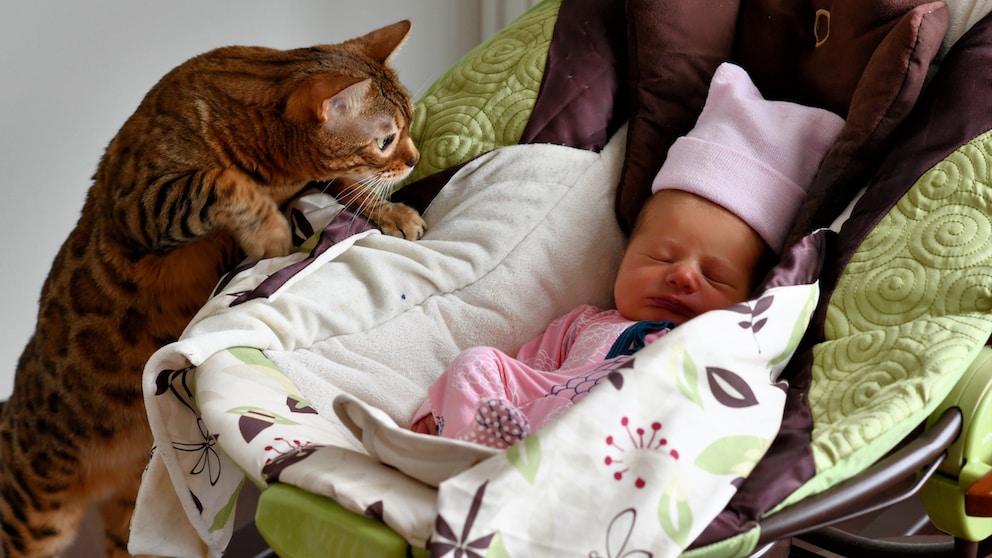 Bengal cat looks curiously at a newborn in the baby carrier