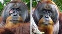 For the first time, scientists observed an orangutan treating itself with a medicinal plant.