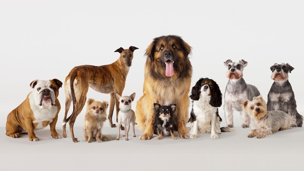 Group of dogs from different breeds