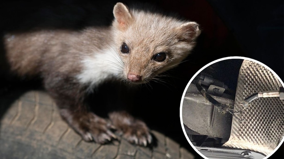 A stone marten sitting on a car tire, surrounded by chewed-up car cables.