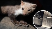 Stone marten perched on a car tire, encircled by a chewed car cable