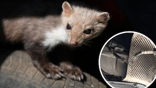 Stone marten perched on a car tire, encircled by a chewed car cable