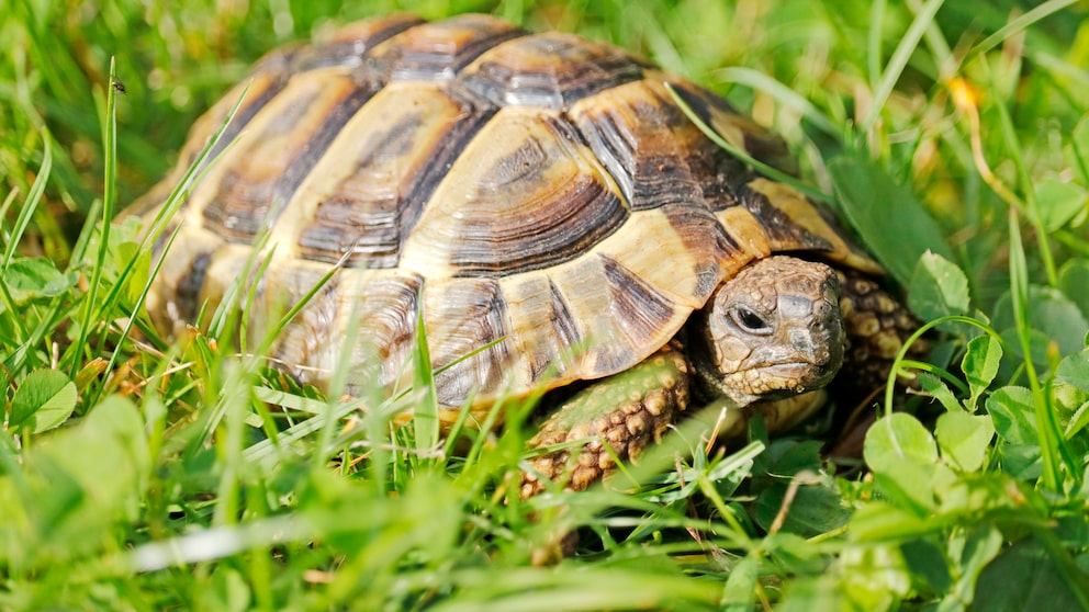 Greek Tortoise in the Grass