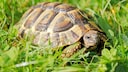 Greek Tortoise in the Grass