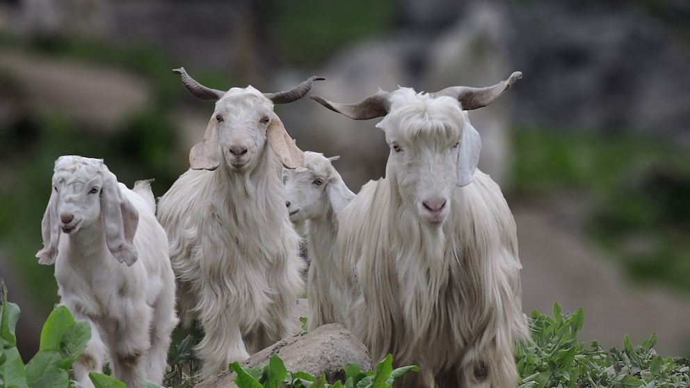 The Suffering of Animals for Cashmere